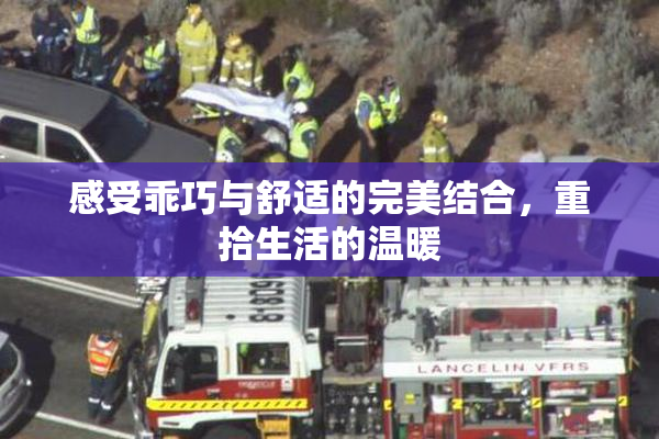 感受乖巧与舒适的完美结合，重拾生活的温暖