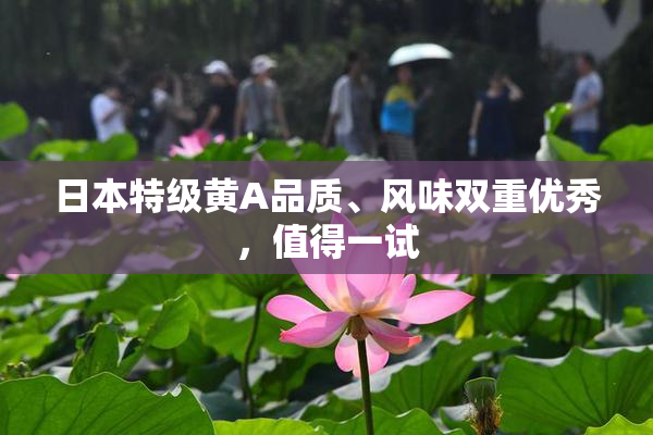 日本特级黄A品质、风味双重优秀，值得一试