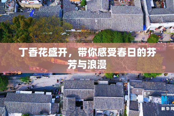 丁香花盛开，带你感受春日的芬芳与浪漫