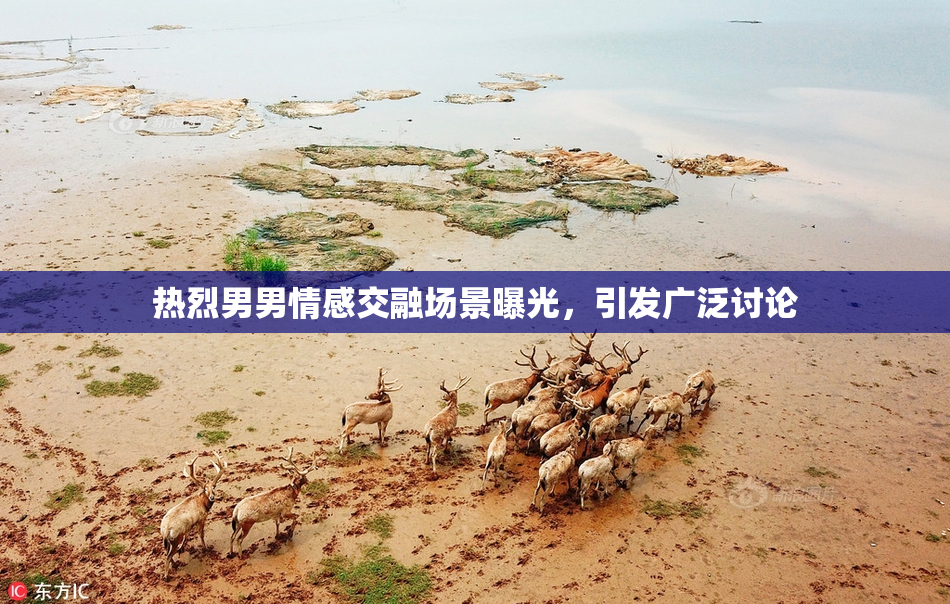 热烈男男情感交融场景曝光，引发广泛讨论