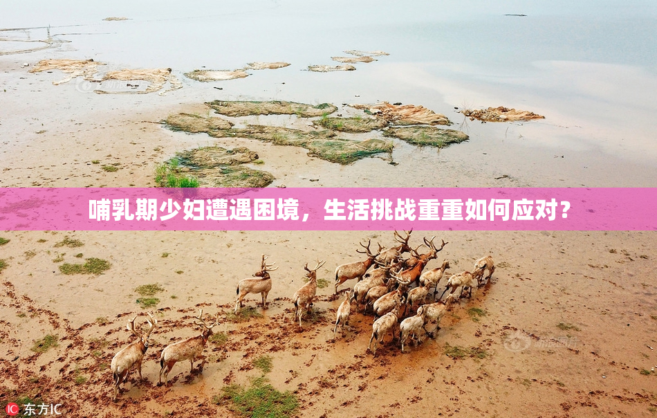 哺乳期少妇遭遇困境，生活挑战重重如何应对？