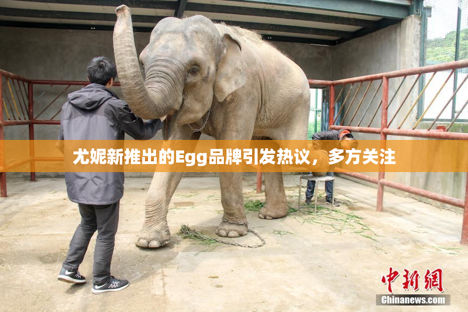 尤妮新推出的Egg品牌引发热议，多方关注