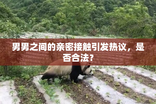 男男之间的亲密接触引发热议，是否合法？
