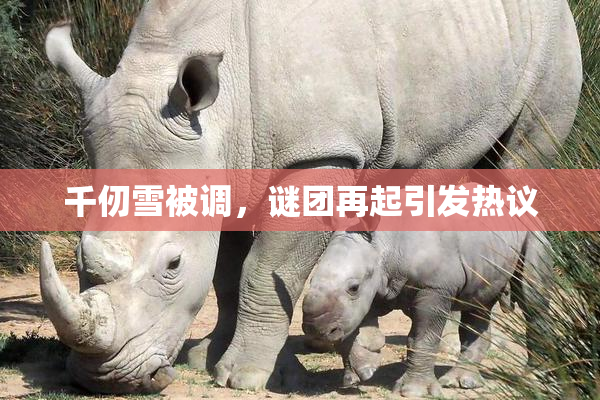 千仞雪被调，谜团再起引发热议