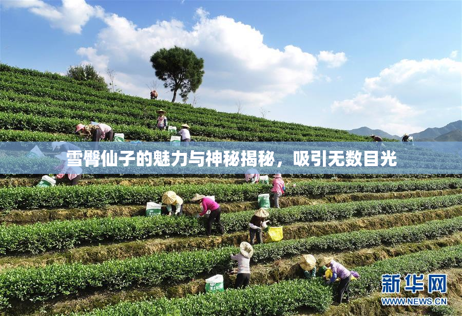 雪臀仙子的魅力与神秘揭秘，吸引无数目光