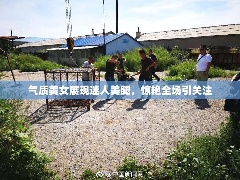 气质美女展现迷人美腿，惊艳全场引关注
