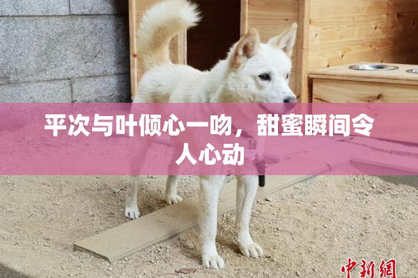 平次与叶倾心一吻，甜蜜瞬间令人心动