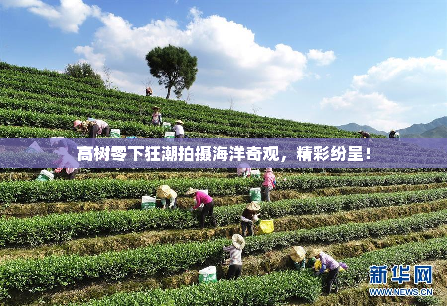 高树零下狂潮拍摄海洋奇观，精彩纷呈！