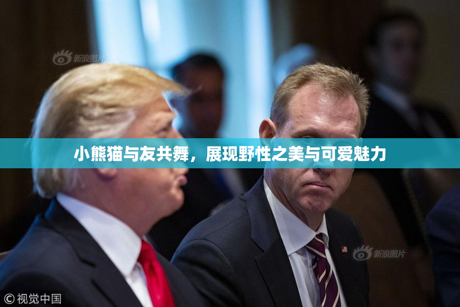 小熊猫与友共舞，展现野性之美与可爱魅力