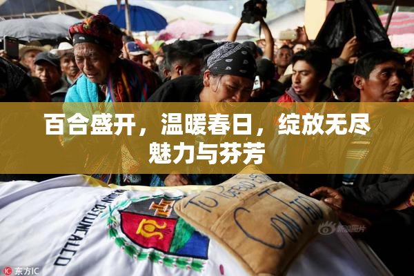 百合盛开，温暖春日，绽放无尽魅力与芬芳