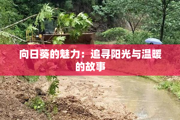 向日葵的魅力：追寻阳光与温暖的故事