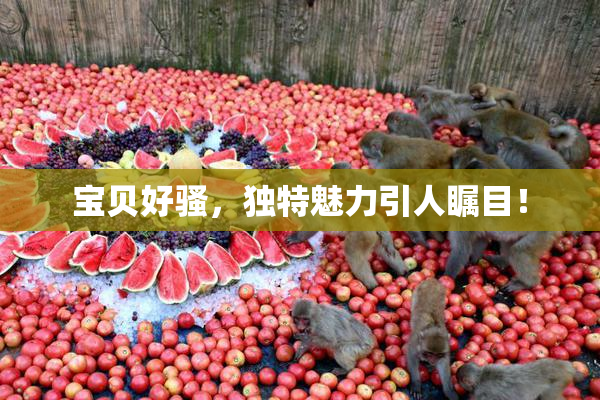 宝贝好骚，独特魅力引人瞩目！