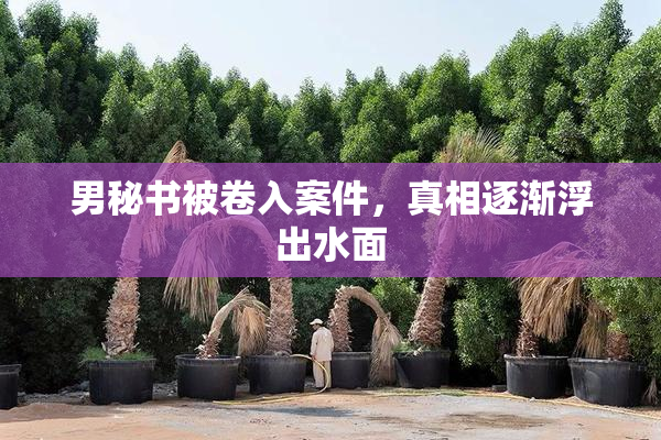 男秘书被卷入案件，真相逐渐浮出水面