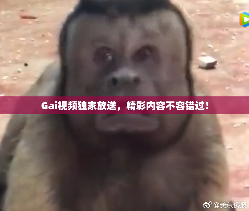Gai视频独家放送，精彩内容不容错过！