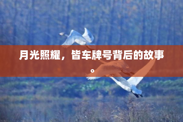 月光照耀，皆车牌号背后的故事。