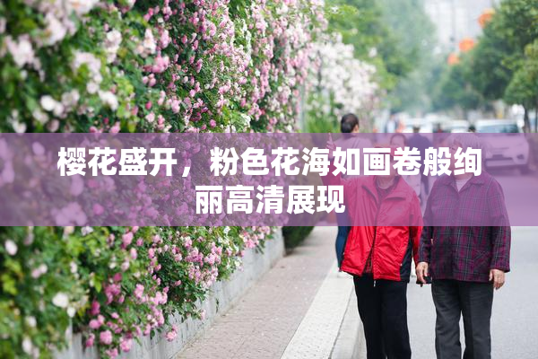 樱花盛开，粉色花海如画卷般绚丽高清展现
