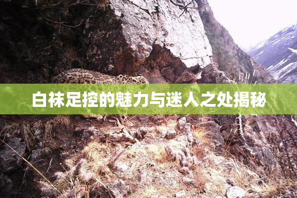 白袜足控的魅力与迷人之处揭秘