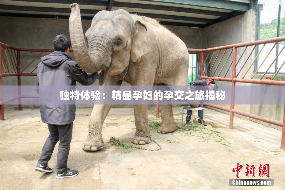独特体验：精品孕妇的孕交之旅揭秘
