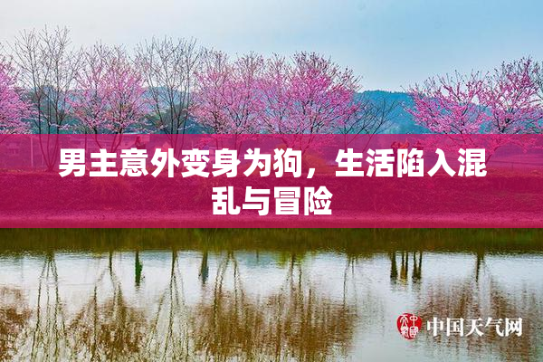 男主意外变身为狗，生活陷入混乱与冒险
