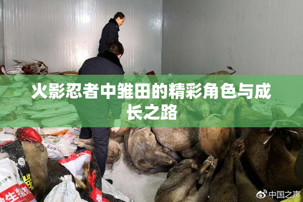 火影忍者中雏田的精彩角色与成长之路