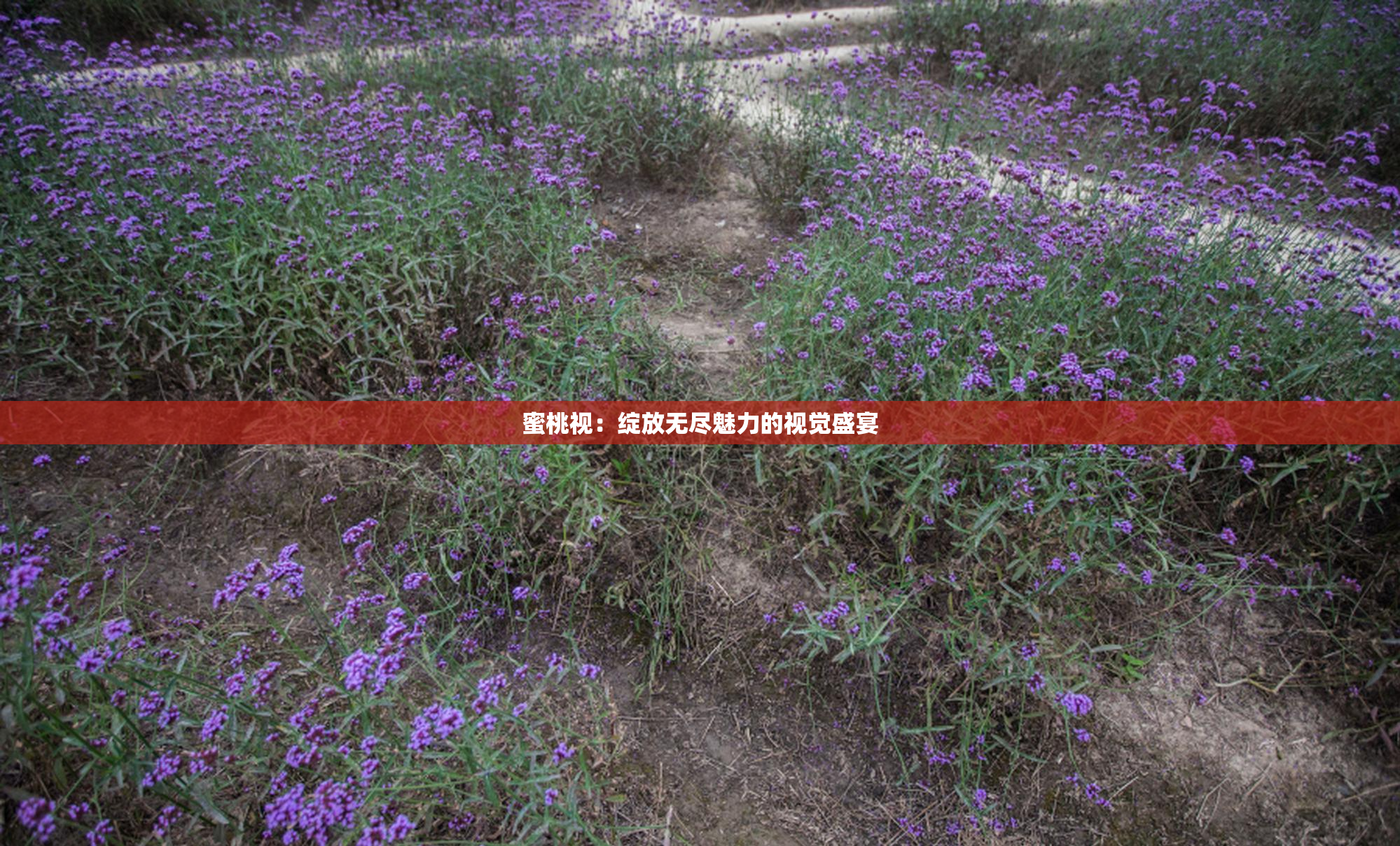 蜜桃视：绽放无尽魅力的视觉盛宴