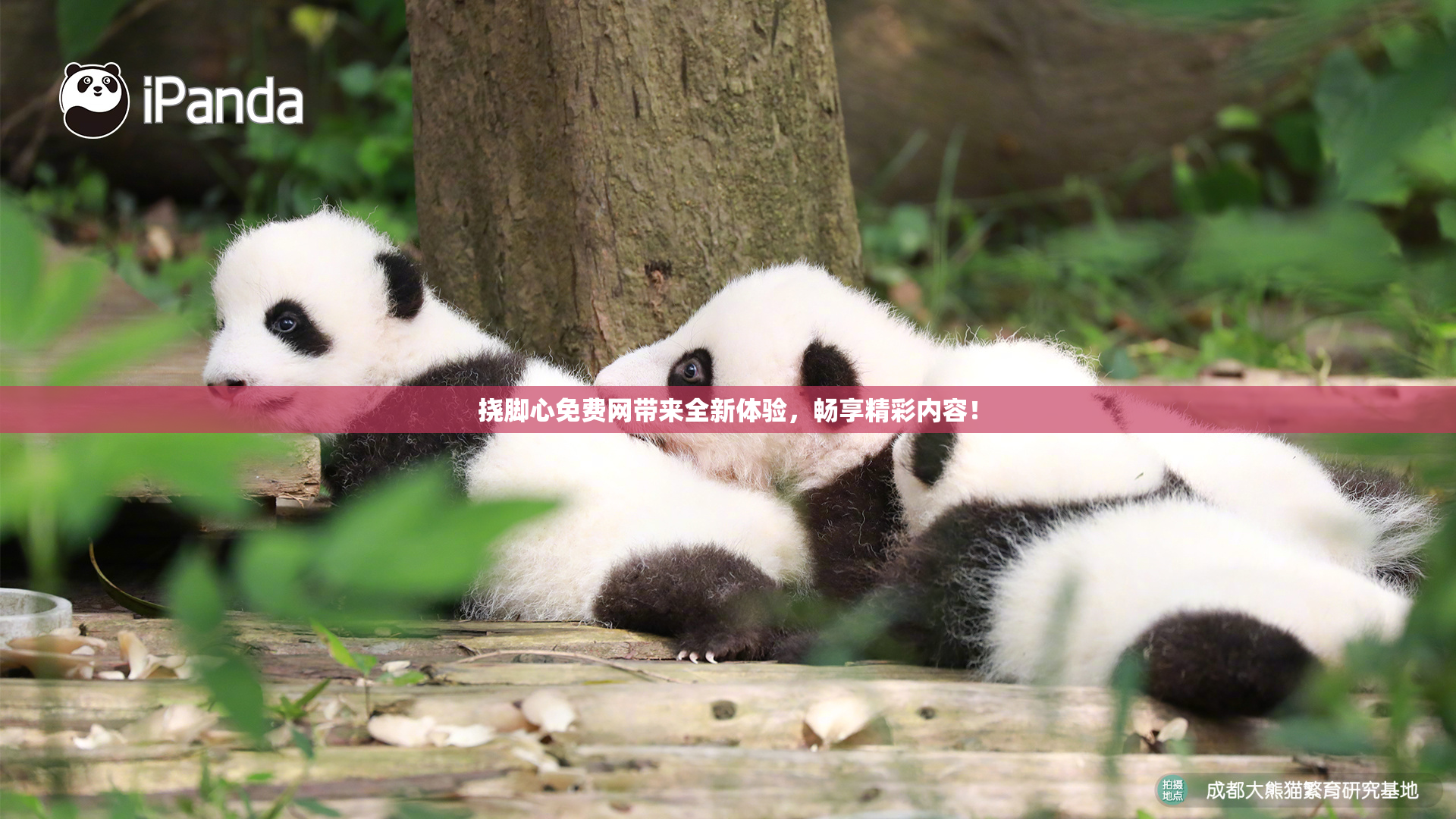 挠脚心免费网带来全新体验，畅享精彩内容！