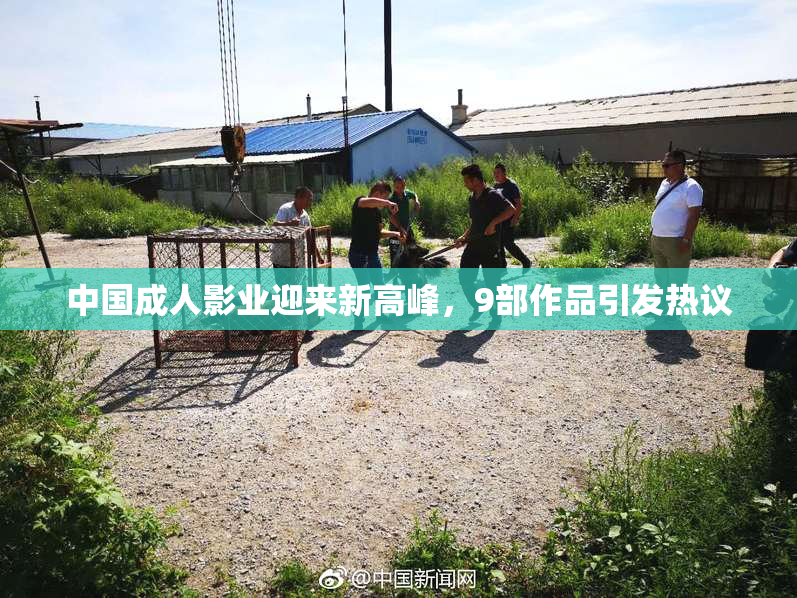 中国成人影业迎来新高峰，9部作品引发热议