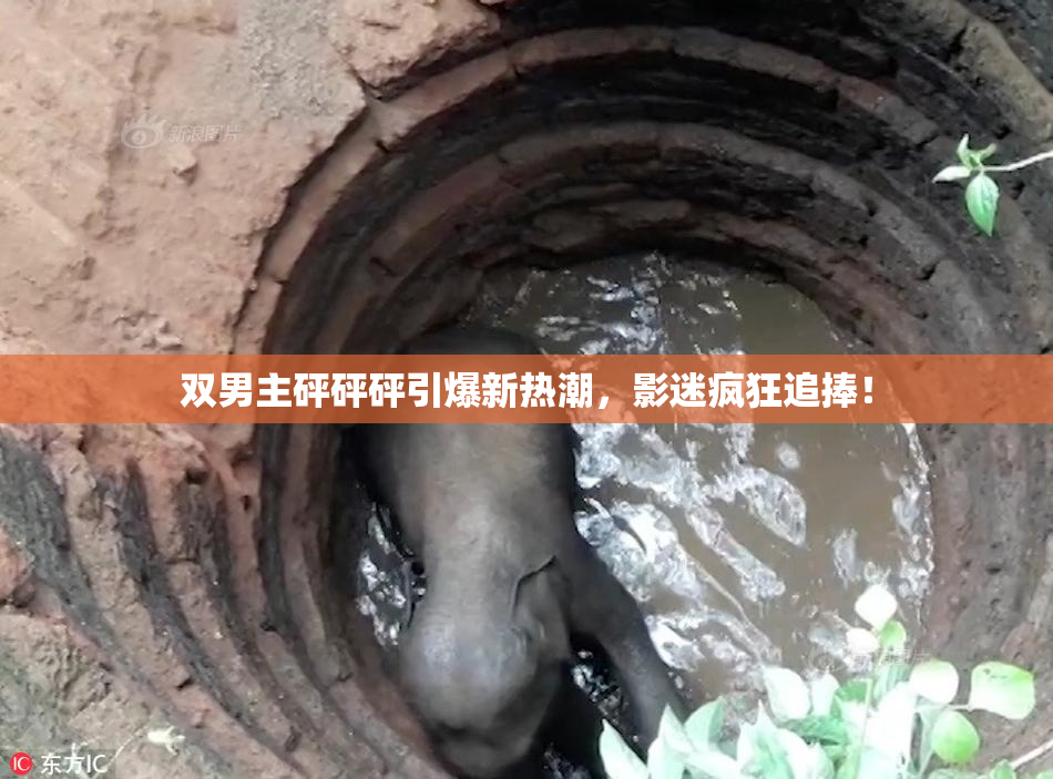 双男主砰砰砰引爆新热潮，影迷疯狂追捧！