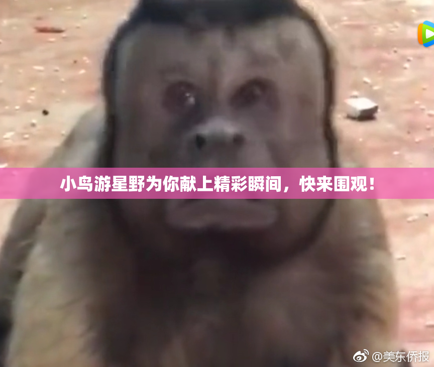 小鸟游星野为你献上精彩瞬间，快来围观！