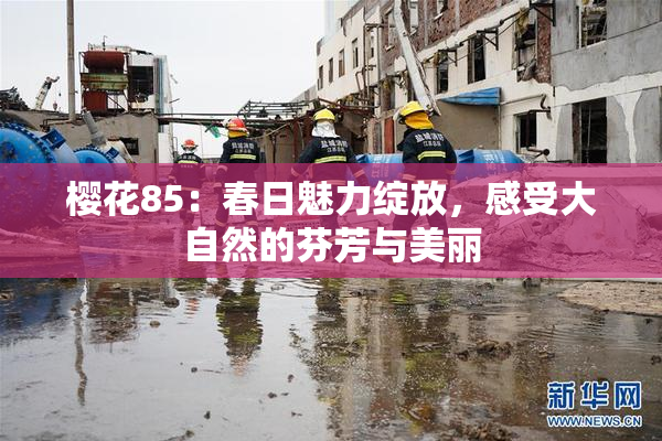 樱花85：春日魅力绽放，感受大自然的芬芳与美丽