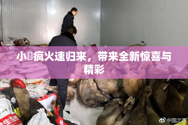 小泬疯火速归来，带来全新惊喜与精彩