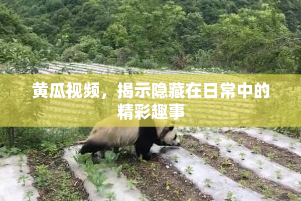 黄瓜视频，揭示隐藏在日常中的精彩趣事