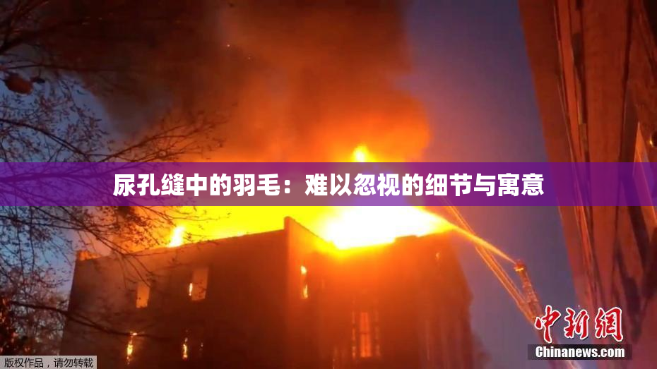 尿孔缝中的羽毛：难以忽视的细节与寓意