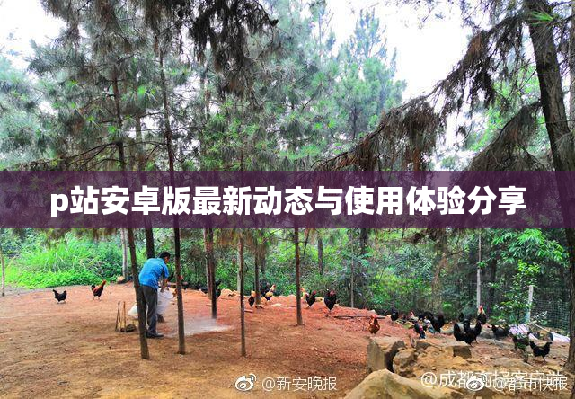 p站安卓版最新动态与使用体验分享
