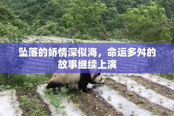 坠落的娇情深似海，命运多舛的故事继续上演