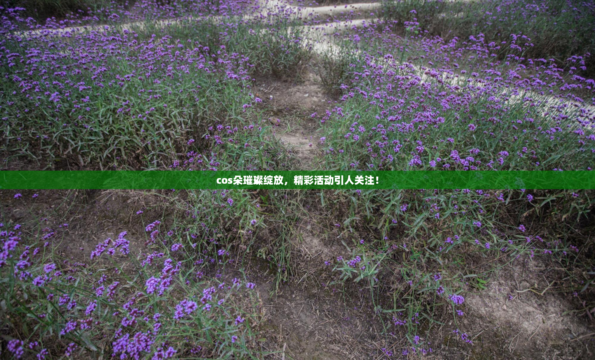 cos朵璀璨绽放，精彩活动引人关注！