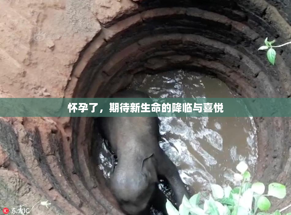 怀孕了，期待新生命的降临与喜悦
