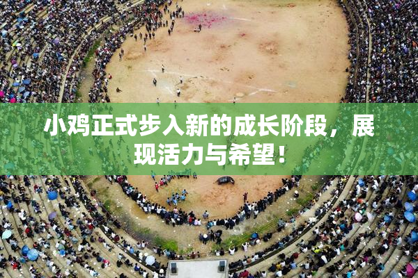 小鸡正式步入新的成长阶段，展现活力与希望！