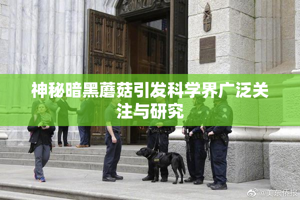神秘暗黑蘑菇引发科学界广泛关注与研究