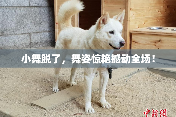 小舞脱了，舞姿惊艳撼动全场！