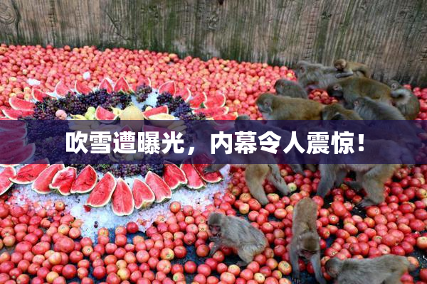 吹雪遭曝光，内幕令人震惊！