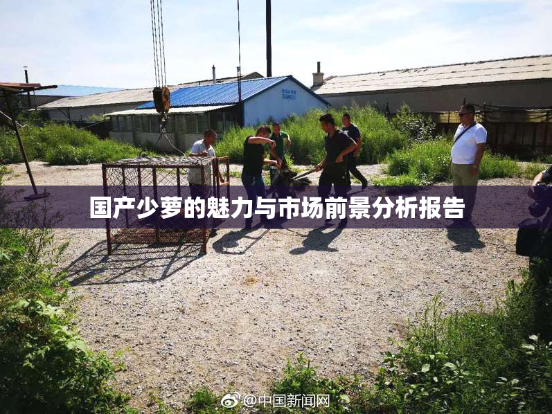 国产少萝的魅力与市场前景分析报告