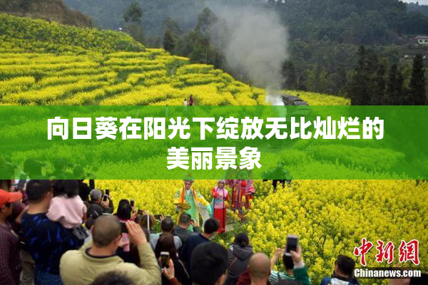向日葵在阳光下绽放无比灿烂的美丽景象