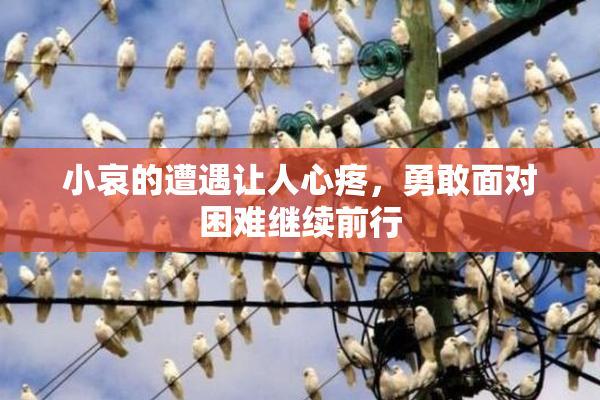 小哀的遭遇让人心疼，勇敢面对困难继续前行