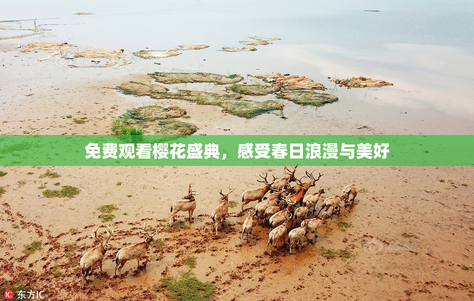 免费观看樱花盛典，感受春日浪漫与美好