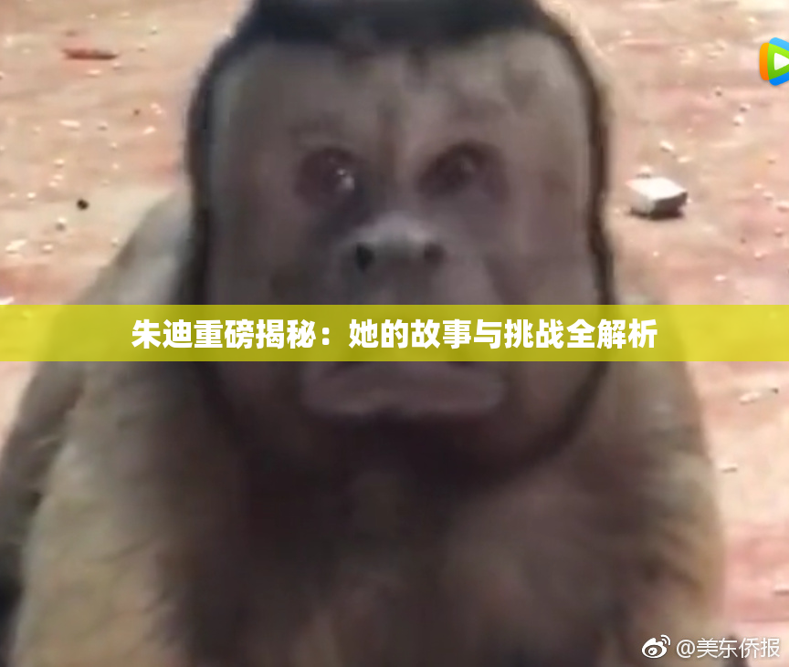 朱迪重磅揭秘：她的故事与挑战全解析