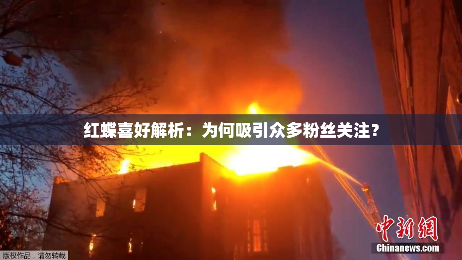 红蝶喜好解析：为何吸引众多粉丝关注？