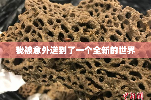 我被意外送到了一个全新的世界