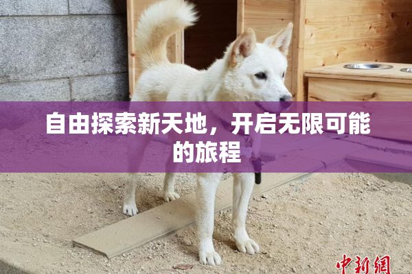 自由探索新天地，开启无限可能的旅程