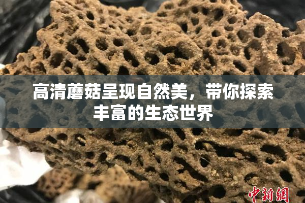 高清蘑菇呈现自然美，带你探索丰富的生态世界